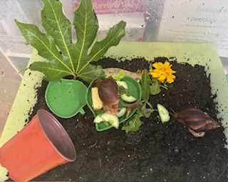 Meet Turbo and Slider